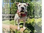 American Staffordshire Terrier Mix DOG FOR ADOPTION RGADN-1168919 - Tenley -