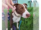 American Pit Bull Terrier-Border Collie Mix DOG FOR ADOPTION RGADN-1168926 -
