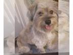 Havanese Mix DOG FOR ADOPTION RGADN-1168937 - TOMMY - Havanese / Mixed (long