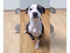 American Pit Bull Terrier DOG FOR ADOPTION RGADN-1168948 - Nala Grace - American