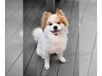 Pomeranian DOG FOR ADOPTION RGADN-1168957 - WallE - Pomeranian Dog For Adoption