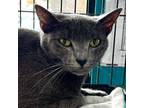 Adopt McNugget a Domestic Short Hair, Russian Blue