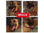 Adopt Millie a German Shepherd Dog