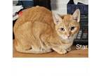 Adopt Starry (Star) a Domestic Short Hair