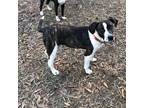 Adopt Peppermint Patty a Catahoula Leopard Dog, Mountain Cur