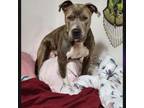 Adopt Mina a Pit Bull Terrier