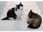 Adopt Twinks (B/W) and Zeppole (Seal Point) a Domestic Short Hair