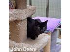 Adopt John Deere a Domestic Short Hair