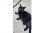 Adopt Calisto a Domestic Short Hair