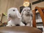 Adopt Scooter (Darwin) & Dove (Gumball) a Holland Lop