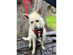 Adopt Wheatley a Terrier, Mixed Breed