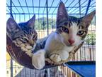 Adopt Gordita & Crunchiwrap [Bonded Pair] a Tabby, Domestic Short Hair