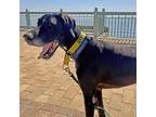 Adopt Milo a Great Dane