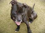 Adopt LEWIS a American Staffordshire Terrier, Mixed Breed