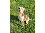 Adopt JIFFY a Pit Bull Terrier, Mixed Breed