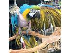 Adopt Rocky a Macaw