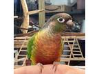 Adopt Sherb a Conure