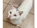 Adopt TOM a Domestic Short Hair