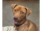 Adopt Art a Pointer, Pit Bull Terrier