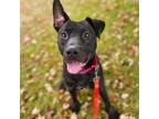 Adopt Bill D14899 a Pit Bull Terrier