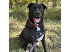 Adopt Johnny a Labrador Retriever, Boxer