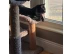 Adopt Denny a American Shorthair