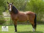 Adopt MOONSHADOW a Quarterhorse, Peruvian Paso