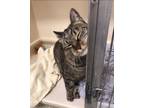 Adopt Tabby RM a Domestic Short Hair