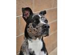 Adopt RAIDER a Catahoula Leopard Dog, Great Dane