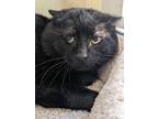 Adopt Meatloaf a Domestic Short Hair