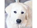 Adopt Howdy in MD - Mesmerizing Eyes! a Great Pyrenees