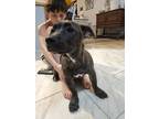 Adopt Kola a Basset Hound, Pit Bull Terrier