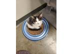 Adopt Cayce a Domestic Long Hair