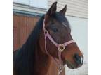 Adopt Clove a Quarterhorse