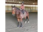 Adopt Flynn Strong a Quarterhorse