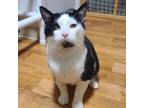 Adopt Finn II a Tuxedo, Domestic Short Hair