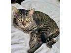 Adopt Kitty Do a American Shorthair