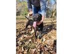 Adopt Jussipie a Black Labrador Retriever