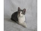 Adopt Mateo a Domestic Short Hair