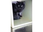 Adopt Mowgli a Domestic Medium Hair