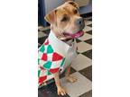 Adopt MALONE a Pit Bull Terrier
