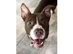 Adopt Aero a Boxer, Mixed Breed