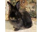 Adopt *Theo a Lionhead