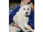 Adopt Cole a Pomsky