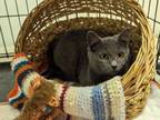 Adopt Nikko a Russian Blue