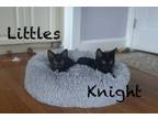 Adopt Littles & Knight (bonded brothers kittens) a Domestic Short Hair