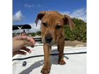 Adopt Dwayne Rock a Pit Bull Terrier