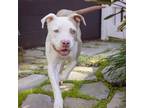 Adopt Max a American Staffordshire Terrier