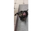 Adopt Meadow a Dachshund