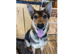 Adopt Diogee a German Shepherd Dog